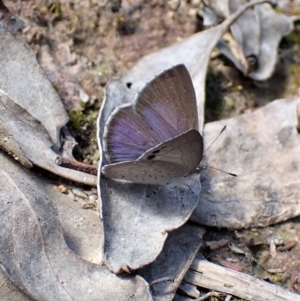 Erina hyacinthina at Aranda, ACT - 26 Sep 2022 01:53 PM