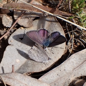 Erina hyacinthina at Aranda, ACT - 26 Sep 2022 02:52 PM