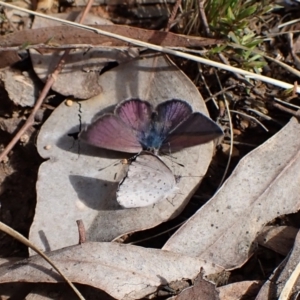 Erina hyacinthina at Aranda, ACT - 26 Sep 2022 02:52 PM