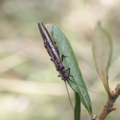 Plecoptera sp. (order) (Unidentified Stone fly) at Cook, ACT - 25 Sep 2022 by CathB