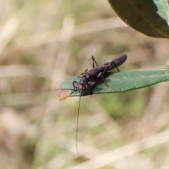 Plecoptera sp. (order) at Cook, ACT - 25 Sep 2022