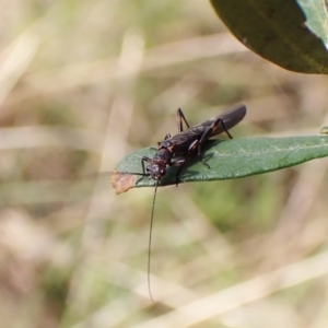 Plecoptera sp. (order) at Cook, ACT - 25 Sep 2022