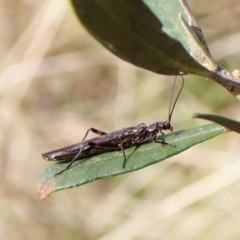 Plecoptera sp. (order) at Cook, ACT - 25 Sep 2022