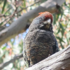 Callocephalon fimbriatum at Crace, ACT - suppressed