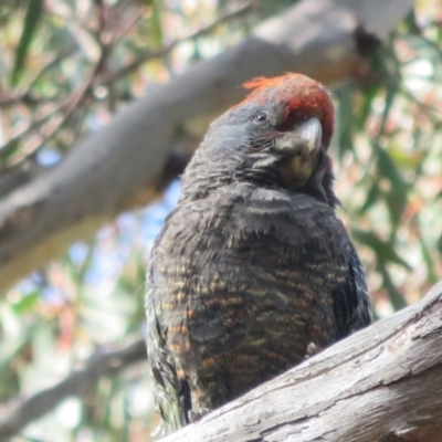 Callocephalon fimbriatum (Gang-gang Cockatoo) at Gungaderra Grasslands - 26 Sep 2022 by RosD