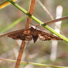 Nacoleia rhoeoalis (A Crambid moth (Spilomelinae) at Cook, ACT - 25 Sep 2022 by CathB