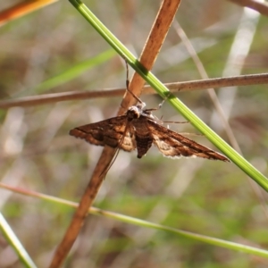 Nacoleia rhoeoalis at Cook, ACT - 25 Sep 2022 03:19 PM