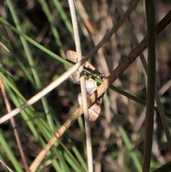 Nacoleia rhoeoalis at Cook, ACT - 25 Sep 2022