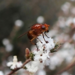 Lauxaniidae (family) (Unidentified lauxaniid fly) at Molonglo Valley, ACT - 26 Sep 2022 by CathB