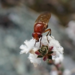 Lauxaniidae (family) at Molonglo Valley, ACT - 26 Sep 2022