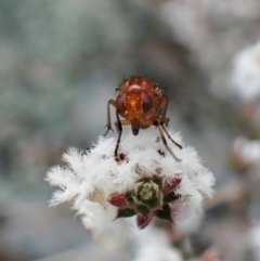 Lauxaniidae (family) at Molonglo Valley, ACT - 26 Sep 2022