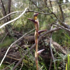 Lyperanthus suaveolens (Brown Beaks) at Aranda, ACT - 27 Sep 2022 by CathB