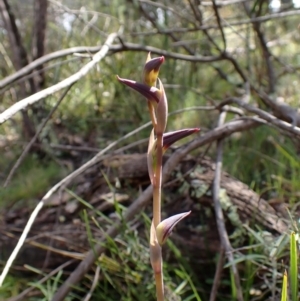 Lyperanthus suaveolens at Point 4081 - suppressed