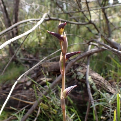 Lyperanthus suaveolens (Brown Beaks) at Point 4081 - 27 Sep 2022 by CathB