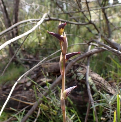 Lyperanthus suaveolens (Brown Beaks) at Aranda Bushland - 27 Sep 2022 by CathB