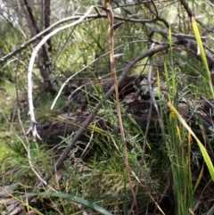 Lyperanthus suaveolens at Point 4081 - suppressed