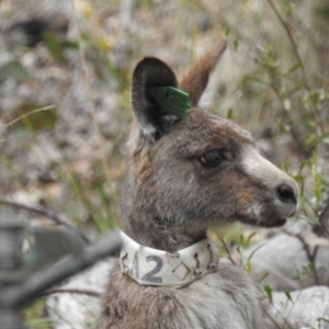 Macropus giganteus at Acton, ACT - 28 Sep 2022 12:52 PM