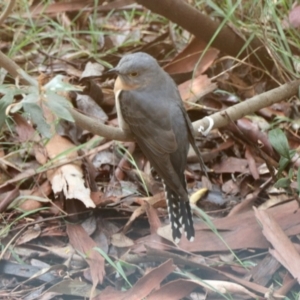 Cacomantis flabelliformis at Aranda, ACT - 28 Sep 2022