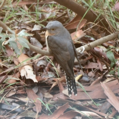 Cacomantis flabelliformis (Fan-tailed Cuckoo) at Aranda, ACT - 28 Sep 2022 by KMcCue