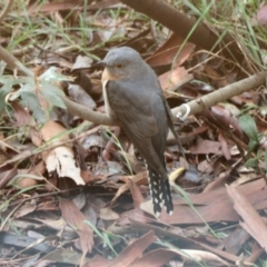 Cacomantis flabelliformis (Fan-tailed Cuckoo) at Aranda, ACT - 28 Sep 2022 by KMcCue