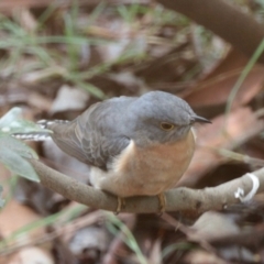 Cacomantis flabelliformis at Aranda, ACT - 28 Sep 2022