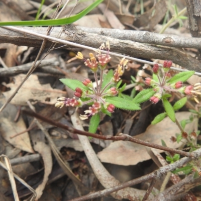 Pomax umbellata (A Pomax) at Acton, ACT - 28 Sep 2022 by HelenCross