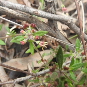 Pomax umbellata at Acton, ACT - 28 Sep 2022