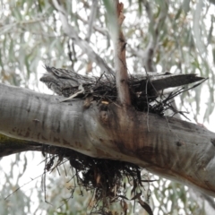 Podargus strigoides (Tawny Frogmouth) at Acton, ACT - 28 Sep 2022 by HelenCross
