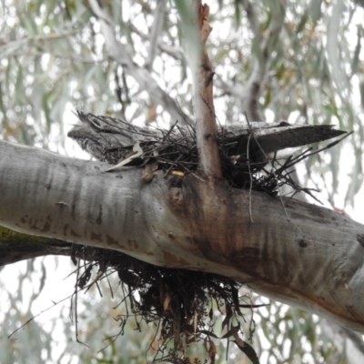 Podargus strigoides (Tawny Frogmouth) at ANBG - 28 Sep 2022 by HelenCross