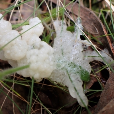 Myxomycete - past plasmodial stage at Aranda Bushland - 26 Sep 2022 by CathB