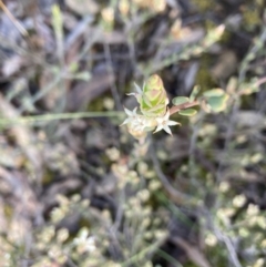 Brachyloma daphnoides at Aranda, ACT - 25 Sep 2022