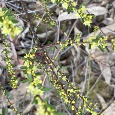 Phyllanthus occidentalis (Thyme Spurge) at O'Connor, ACT - 23 Sep 2022 by macolless