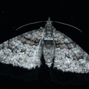 Phrissogonus laticostata at Ainslie, ACT - 21 Sep 2022 07:43 PM