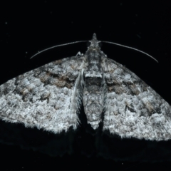 Phrissogonus laticostata (Apple looper moth) at Ainslie, ACT - 21 Sep 2022 by jb2602