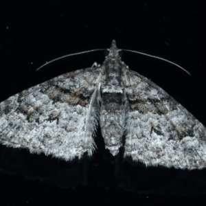 Phrissogonus laticostata (Apple looper moth) at Ainslie, ACT by jb2602