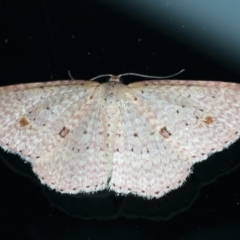 Epicyme rubropunctaria (Red-spotted Delicate) at Ainslie, ACT - 21 Sep 2022 by jb2602