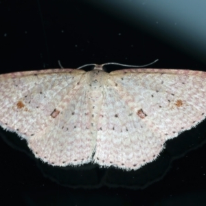 Epicyme rubropunctaria (Red-spotted Delicate) at Ainslie, ACT by jb2602