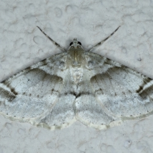 Syneora hemeropa (Ring-tipped Bark Moth) at Ainslie, ACT by jb2602