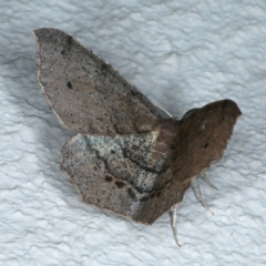 Rhinodia rostraria (Necklace Geometrid) at Ainslie, ACT - 26 Sep 2022 by jb2602