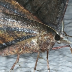 Rhinodia rostraria at Ainslie, ACT - 26 Sep 2022