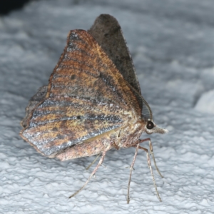 Rhinodia rostraria at Ainslie, ACT - 26 Sep 2022