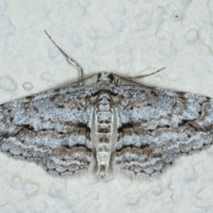 Didymoctenia exsuperata at Ainslie, ACT - 22 Sep 2022