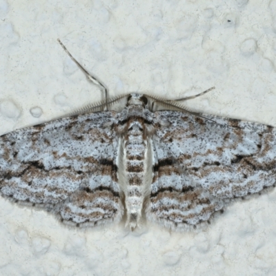 Didymoctenia exsuperata (Thick-lined Bark Moth) at Ainslie, ACT - 22 Sep 2022 by jb2602