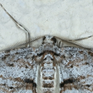 Didymoctenia exsuperata at Ainslie, ACT - 22 Sep 2022