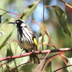 Phylidonyris novaehollandiae (New Holland Honeyeater) at Tahmoor, NSW - 27 Sep 2022 by GlossyGal