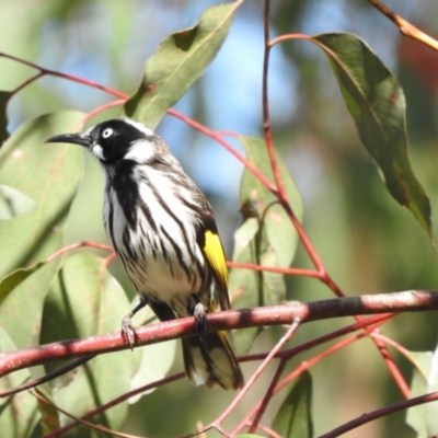 Phylidonyris novaehollandiae (New Holland Honeyeater) at Wollondilly Local Government Area - 27 Sep 2022 by GlossyGal