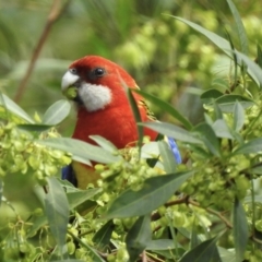 Platycercus eximius (Eastern Rosella) at Wollondilly Local Government Area - 28 Sep 2022 by GlossyGal