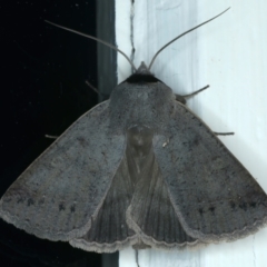 Pantydia (genus) (An Erebid moth) at Ainslie, ACT - 23 Sep 2022 by jb2602