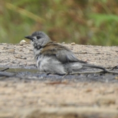 Colluricincla harmonica (Grey Shrikethrush) at Bargo, NSW - 28 Sep 2022 by GlossyGal