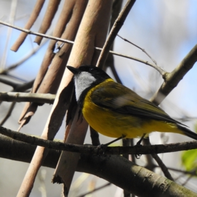 Pachycephala pectoralis (Golden Whistler) at Bargo, NSW - 28 Sep 2022 by GlossyGal